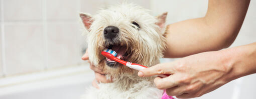 westie kutya fogait fogkefével tisztítják