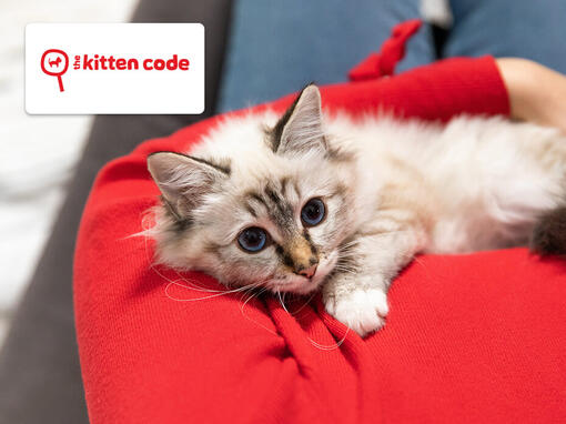 Kölyökcica gazdi ölében kitten code logó