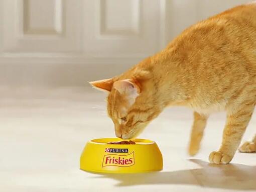 Friskies Cat