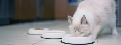 Fehér macska eszik