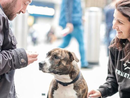 BetterWithPets Díj Purina StreetVet tigriscsíkos kutya