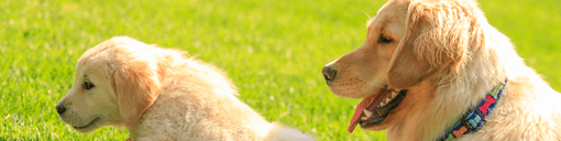 golden retriever felnőtt és kölyökkutya