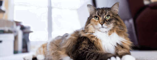 hosszú szőrű trikolor cica a nappaliban