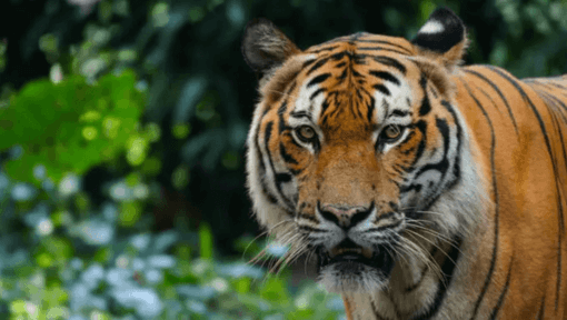 közeli kép egy tigrisről
