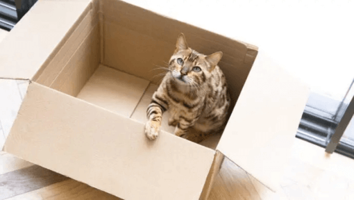 cirmos cica dobozból néz felfele