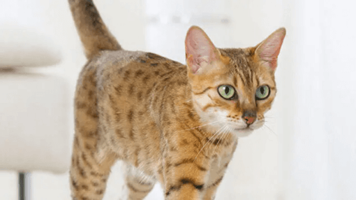 bengáli cica zöld szemmel közeli kép