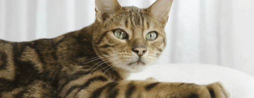bengáli cica zöld szemmel közeli kép