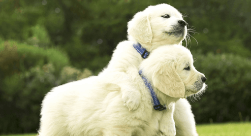 két golden retriever kölyök játszik egymással