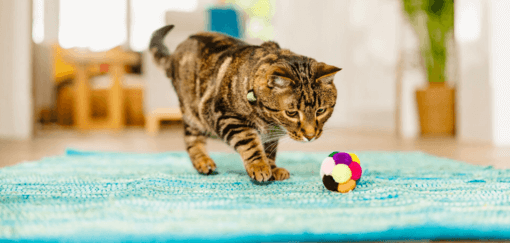 cirmos cica színes labdával játszik