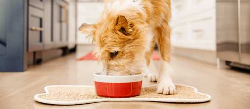 drótszőrű keverék kutya piros tálkából eszik