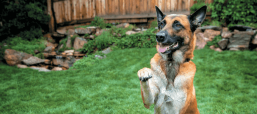 nagytestű kutya a kertben pacsit ad
