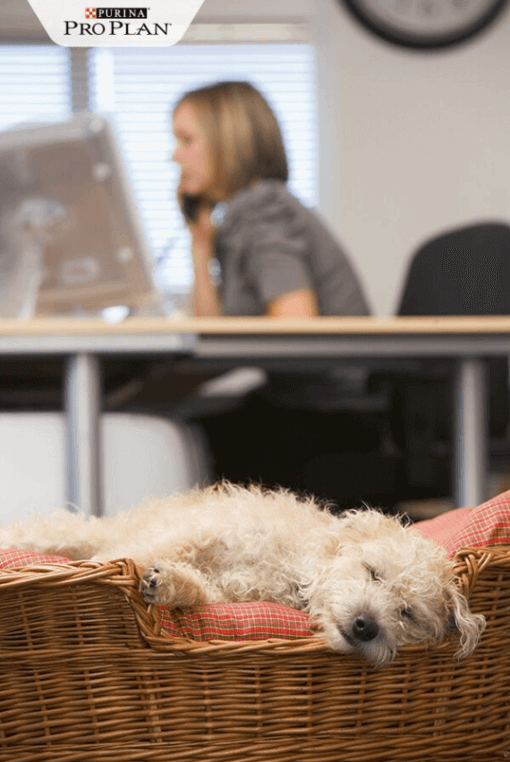 drótszőrű kistestű kutya fekhelyén alszik munkahelyen