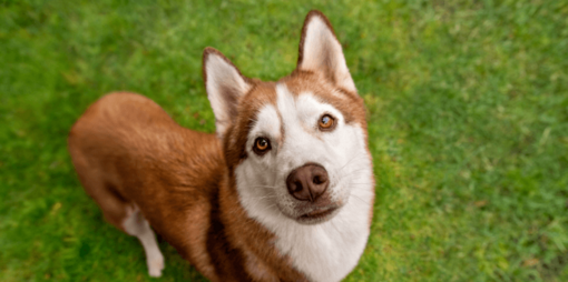 boldog husky felfele néz nyáron