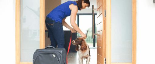 kutya és gazdája a bejáratnál bőrönddel