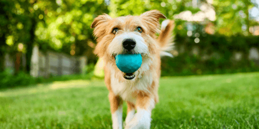 drótszőrű kutya kék labdát hoz kertben