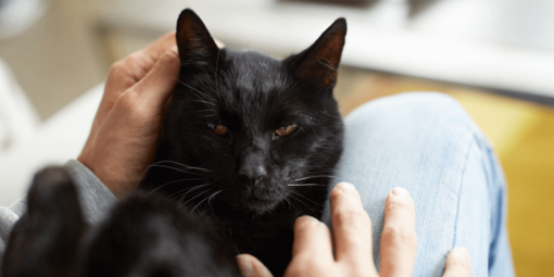 fekete cica gazdája ölében pihen