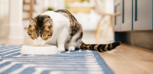 cirmos-fehér cica eledelt eszik tálkából