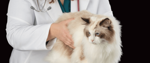 állatorvos vizsgál szép hosszú szőrű cicát