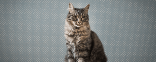 cirmos cica tapétázott fal előtt ül